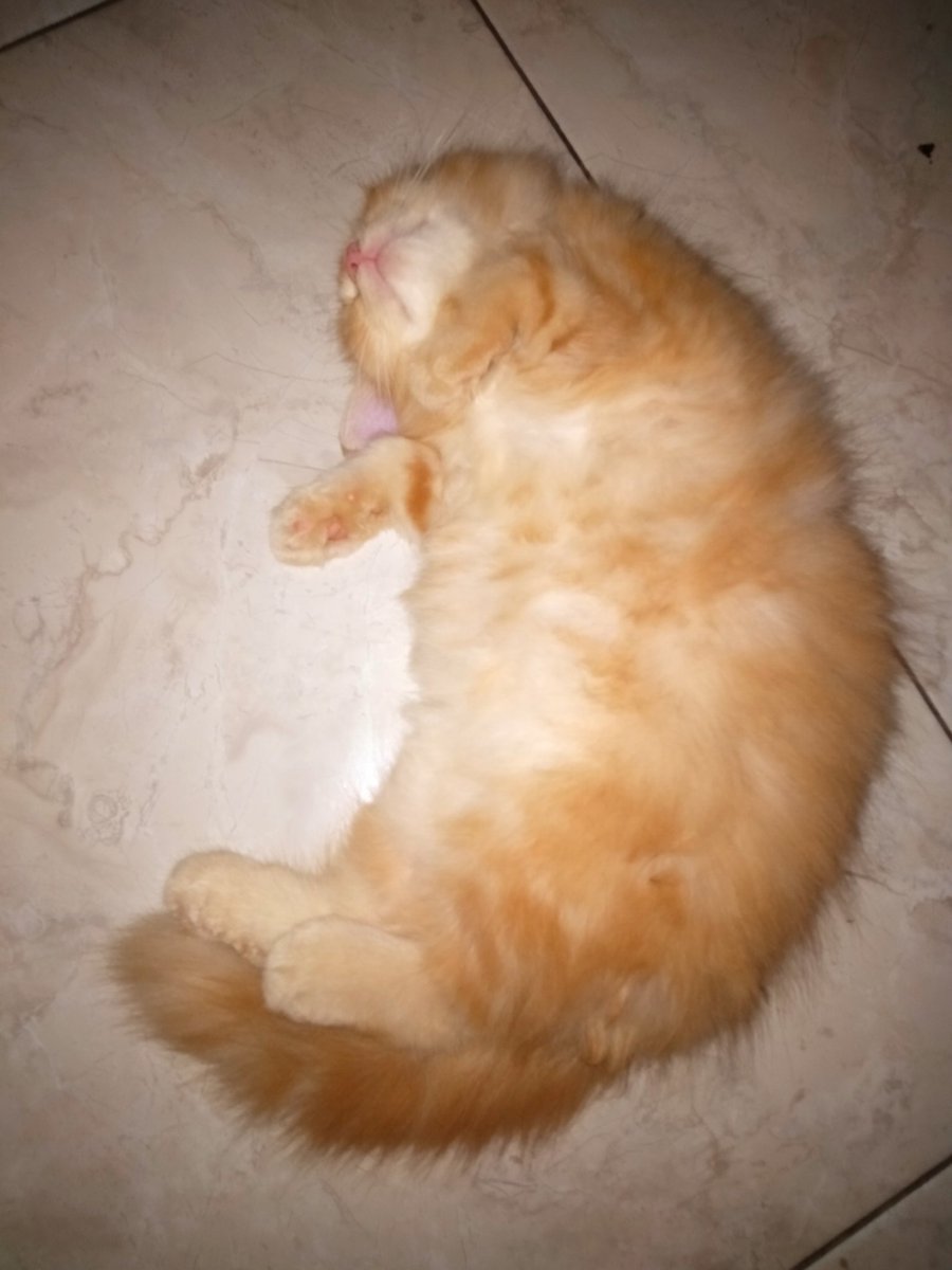 kitti similikiti tweet media
