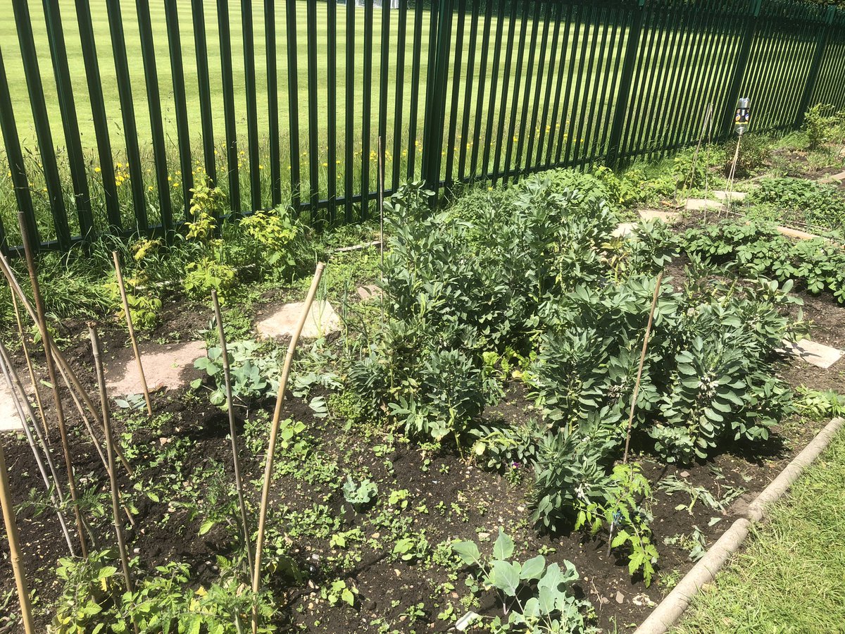DanRunning's tweet image. The rains came and everything is growing like crazy #allotment #Dansallotment #broadbeans