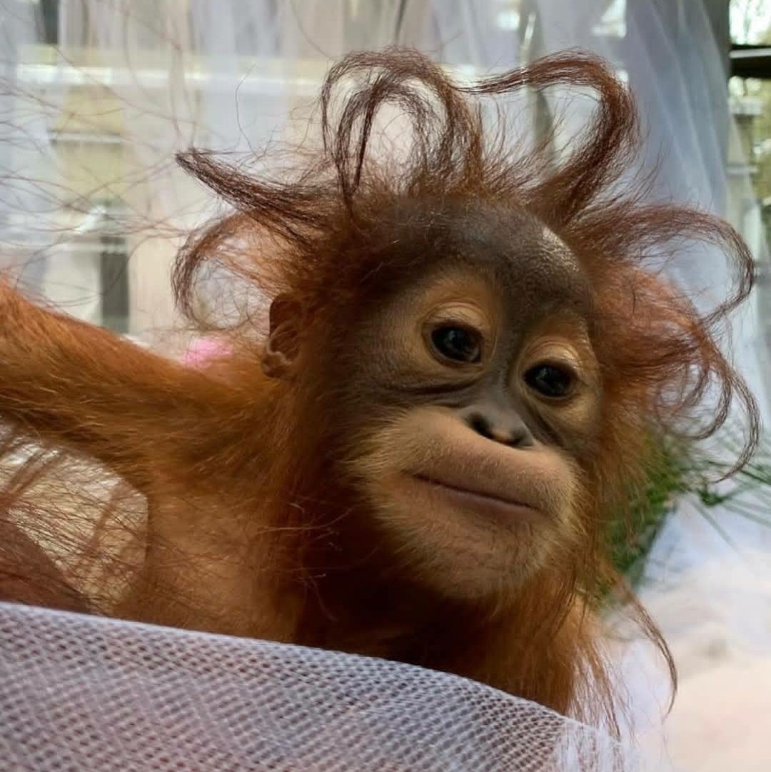 Twitter 上的Primates: Twitter 上的Primates: