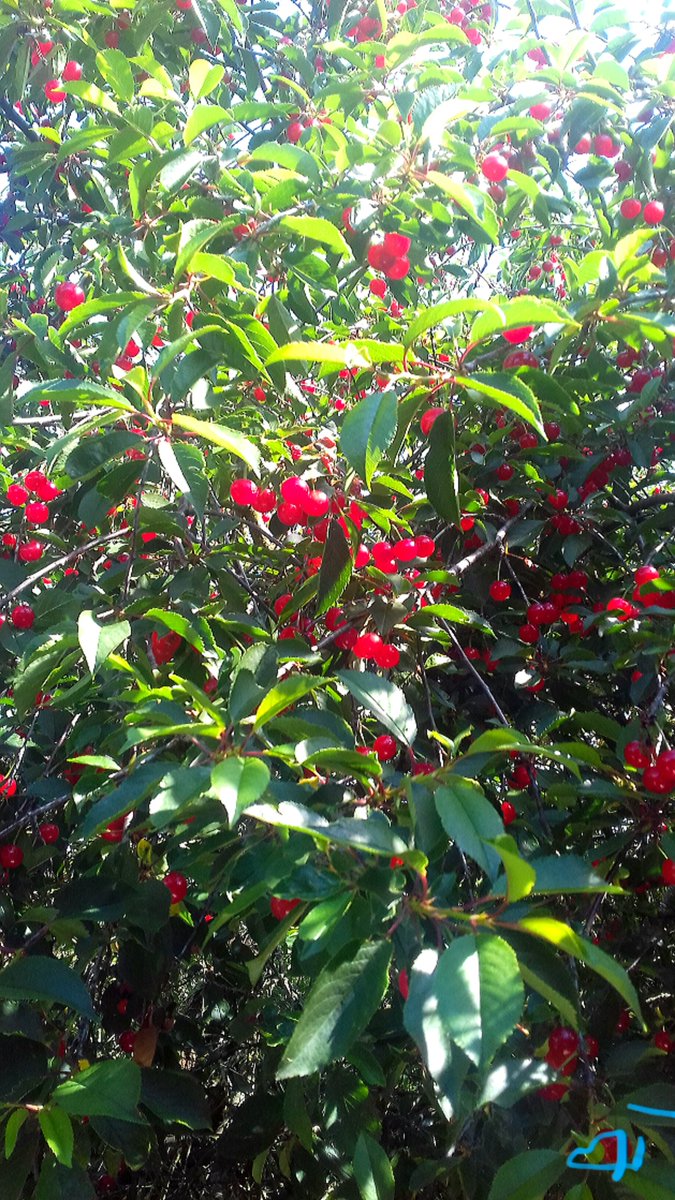 Coeur_Turquoise's tweet photo. #BeauDimanche 😊 #HappySunday ~💚~
🍒~Il est revenu
Le temps des cerises
Le temps de goûter
Le bonheur de vivre~🍒
#poetry #poem #poesie
#ligue_des_optimistes 🍀
My 📷 #photography #nature #cerises https://t.co/Fcn6bQMLrd