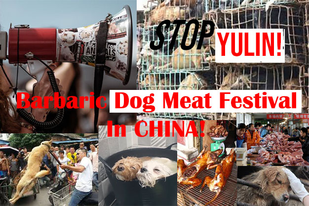 whyveganonre's tweet photo. Yulin 2021 - People with a healthy mind show zero tolerance for this "tradition", because thousands of dogs and cats are brutally tortured and killed for this abnormal human consumption!
#EndYulin #EndYulinForever #BanYulinTorture #StopPerversion #ChineseGovernment https://t.co/3niPDG36iK