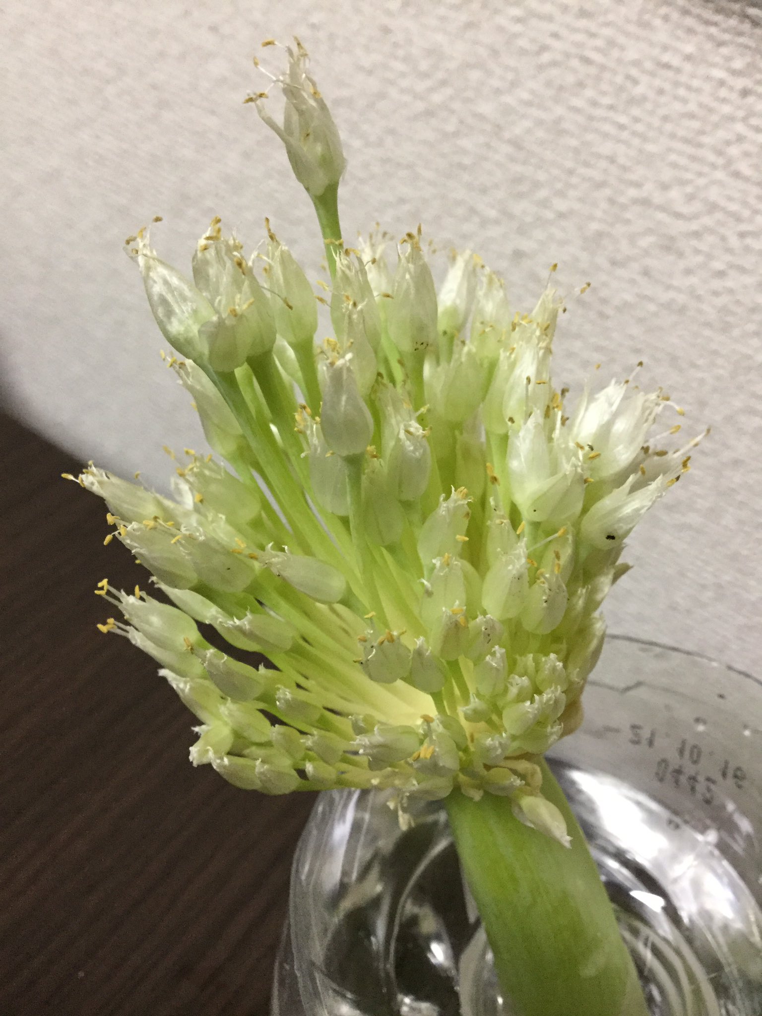 おやしらずくん By Chakasan いつのまにかネギに蕾が 水につけてたらあっという間に花が咲きました ほのかに花の香りがします これ どおしよお ネギ 葱 T Co G29bza6xmy Twitter