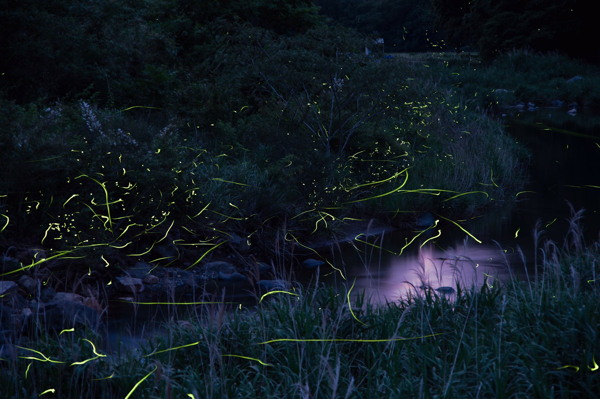 Kbcgram たぶん 今年最後のホタル撮影 撮影日時 21 06 05 撮影場所 愛媛県東温市 撮影風景 T Co Koavwlrkod カメラ好きな人と繫がりたい T Co Drreywajfo Twitter