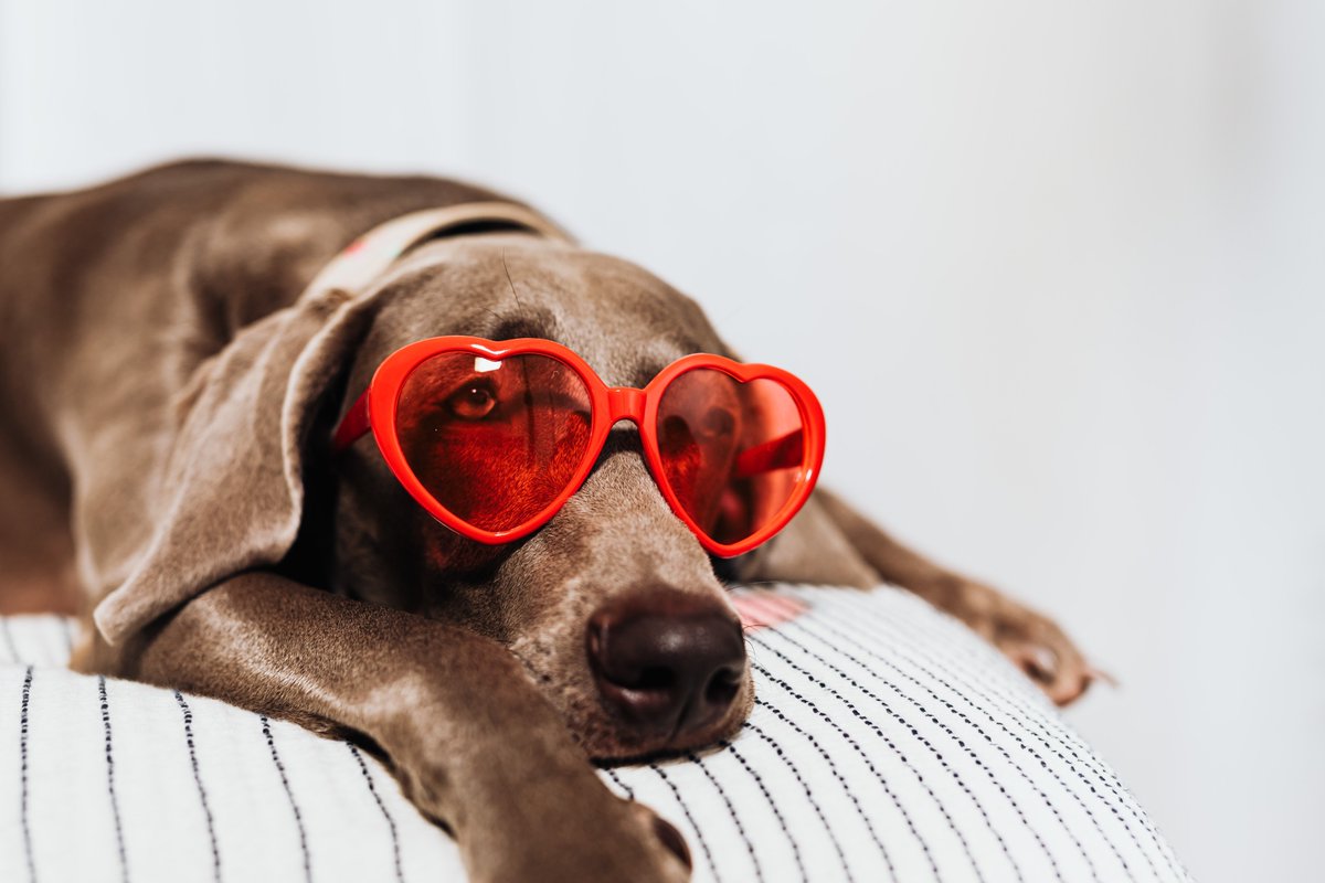 perrSONs's tweet photo. Sí, lo sabemos, tu perro te ha robado el corazón...
En #PerrSons queremos conoceros, usa el hashtag #MiPerroMiAmor y subiremos tu foto en la web 📸 https://t.co/h89iGoQ8OP ❤️🐶
#Perros #DogsOfTwitter #PerrosYDueños #FelizDomingo https://t.co/m95kSUOmyG