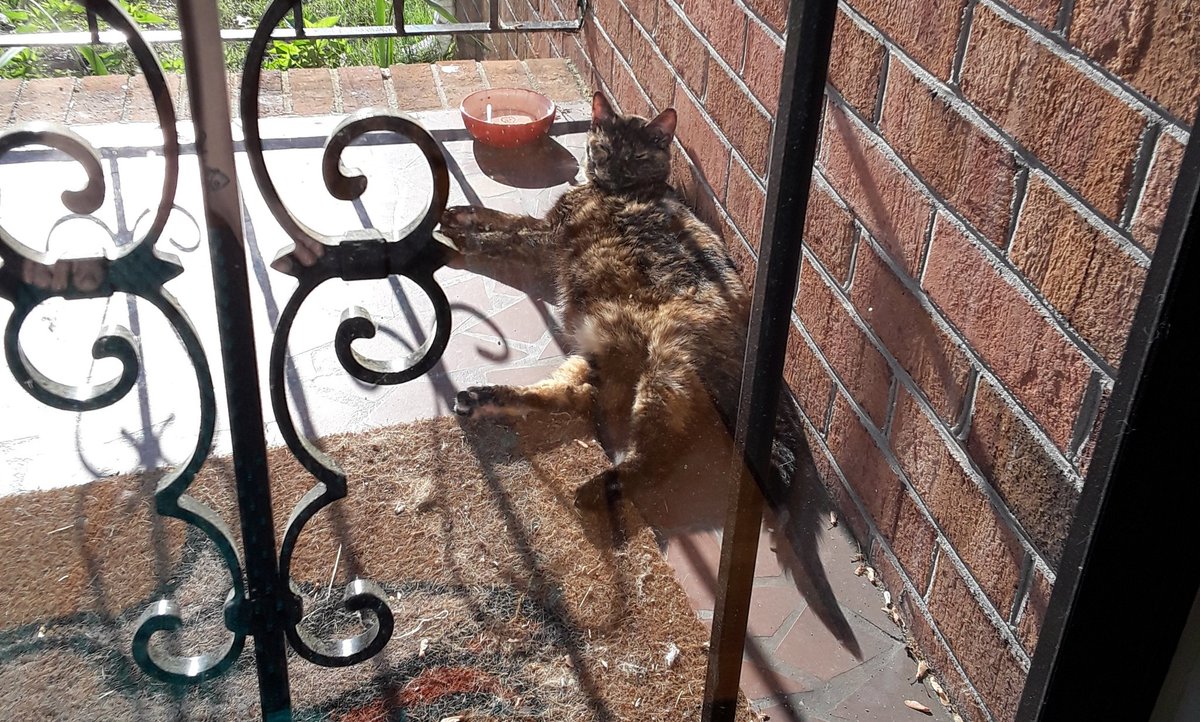 CryptCreeperOG's tweet photo. 😻🌞 #SundayFunday #CatsOfTwitter https://t.co/Zx40lOMKad