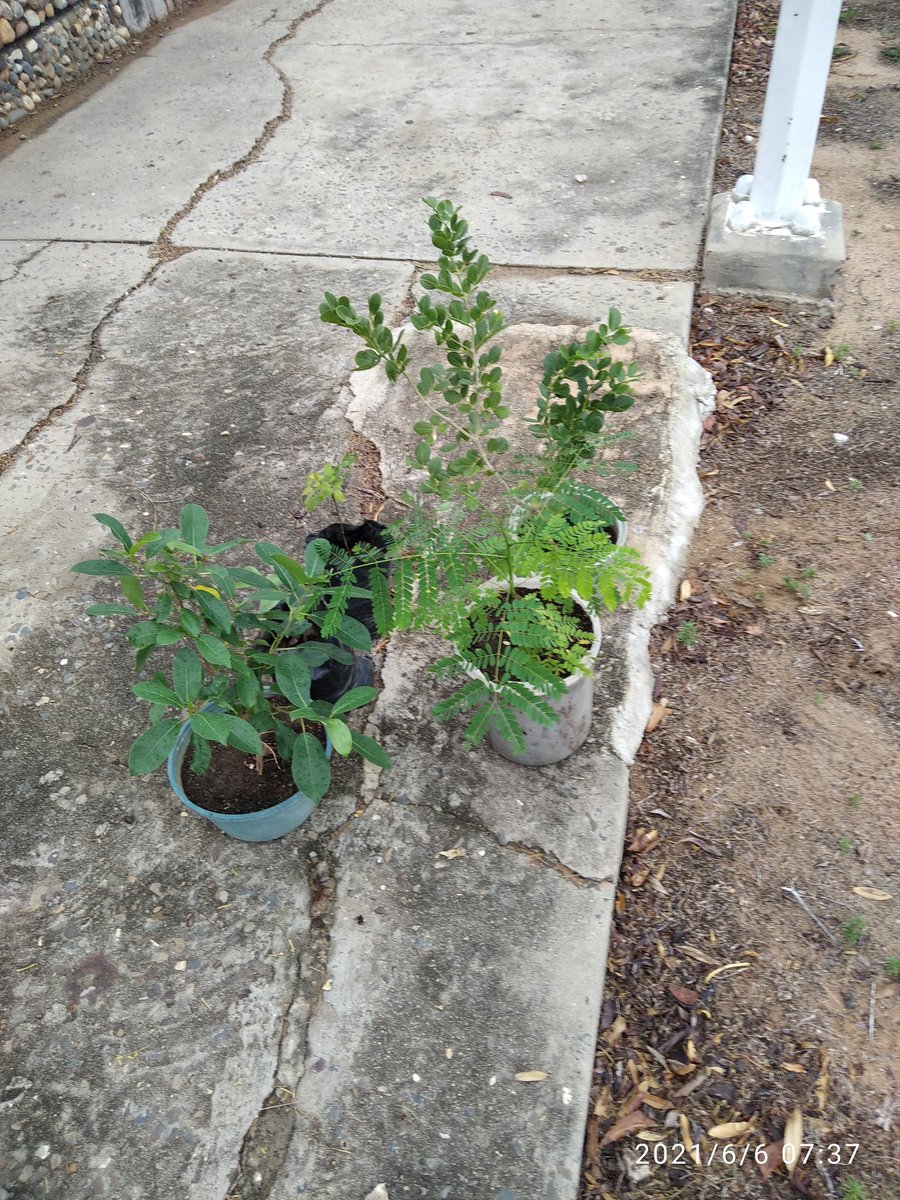 isaiasim's tweet photo. Así vamos, y no desmayamos aunque sólo seamos tres locos tratando de crear conciencia. 
Me siento feliz y orgulloso de ser un loco con corazón verde. 💚🌳 https://t.co/cOwTaQWdoJ