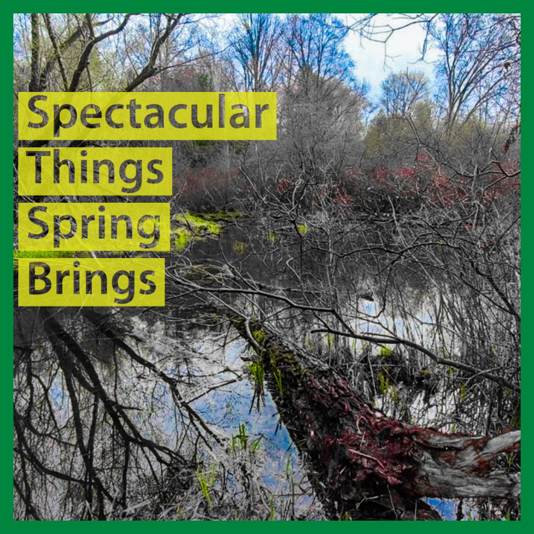 DUContario's tweet photo. 🌱 SPRING BRINGS 💚 THINGS: It's a little greener at Hodges Pond. We made the early veg pop with colour adjustment so you can see it in the thriving new habitat. 

#sundayfunday #springthings #food #shelter #grow 🦆 #woodstock #utrca #stewardshipoxford #ducksunlimited https://t.co/bve2j9yZ9f