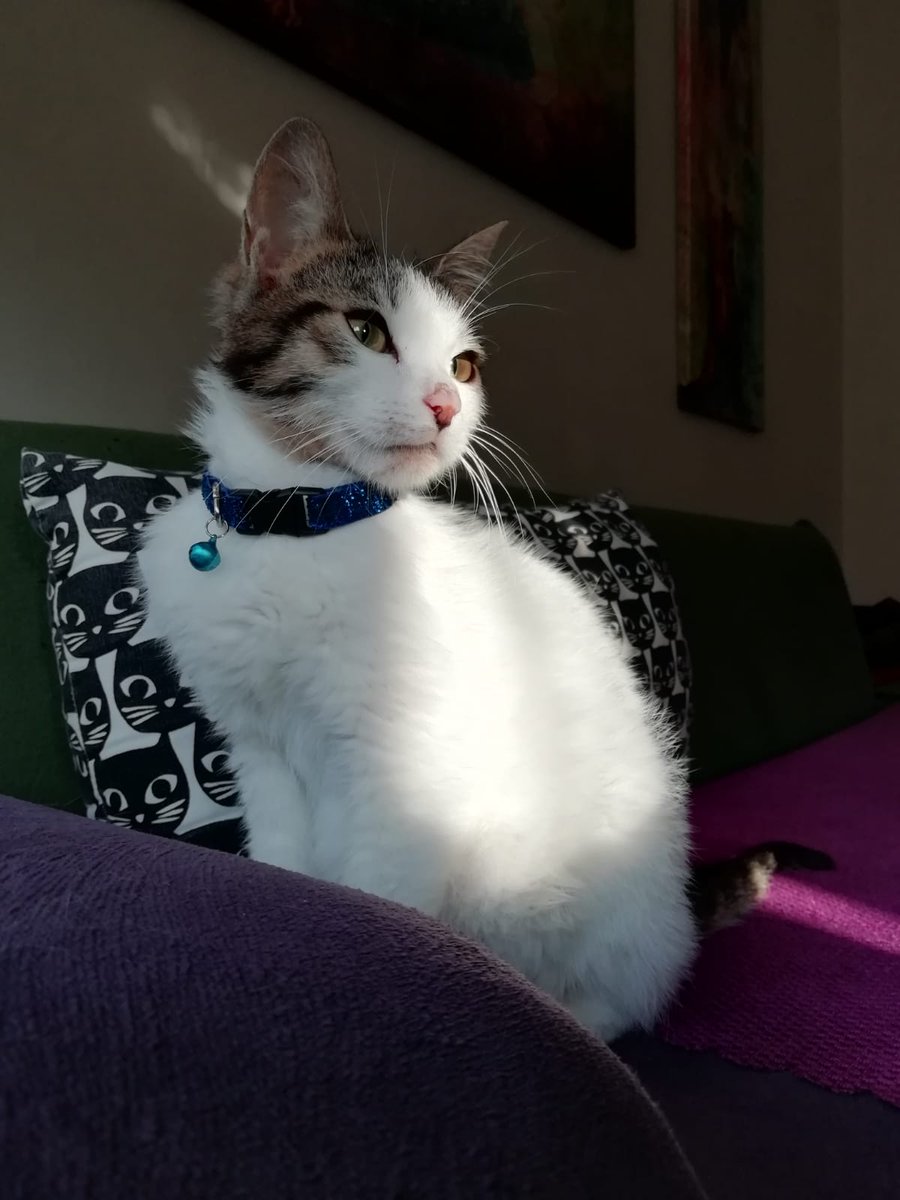 Ölümcül hastalıkla mücadele eden Yoldaş'a 1 TL ile bile katkıda bulunabilirsiniz. Lütfen bu kimsesiz yavrunun kimsesi olmaya çalışan bizlere destek olun. Yoldaş'ı hep birlikte yaşatalım. 🙏🏼 
petevin.com/fip-hastasi-as…