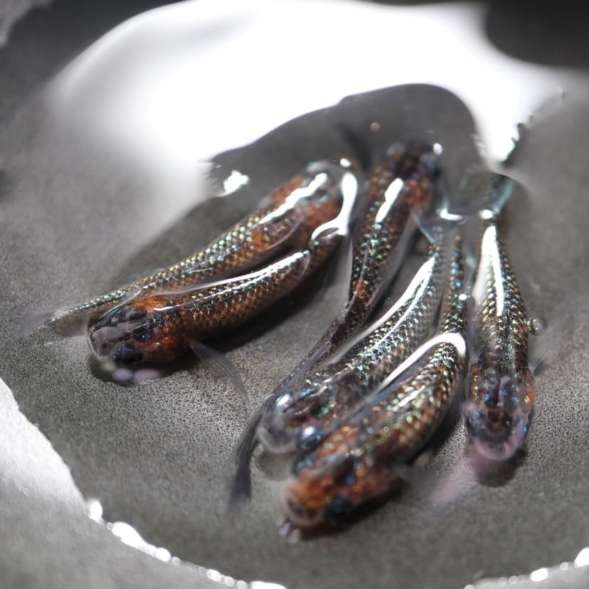 Tweets With Replies By 江戸目高 東京 Edomedaka Life Twitter