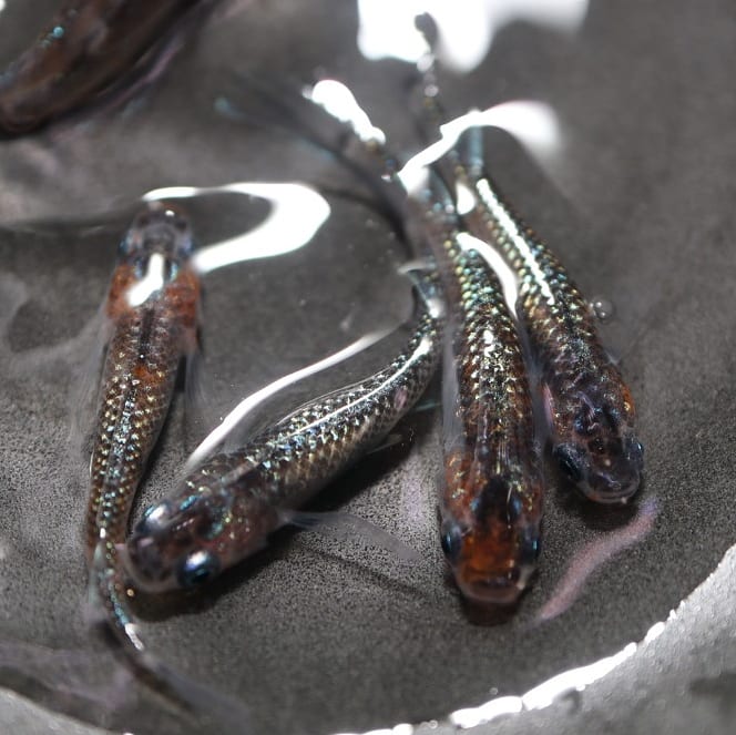 Tweets With Replies By 江戸目高 東京 Edomedaka Life Twitter