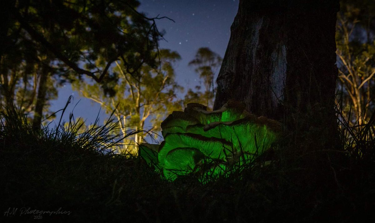 AMPhotographyAU's tweet photo. @muhammadljunaid Ghost Mushrooms!! https://t.co/1aIFOGeYjS