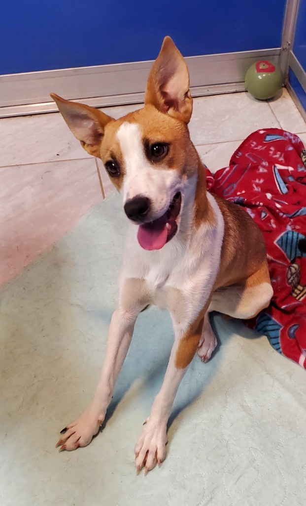 nyshelterpets's tweet photo. 🐾 Pick up #ALEXES now! @petfinder She would love a RT or two! #AdoptMe ❤️ https://t.co/BXlsqBGXU4 https://t.co/20rHWzChdS
