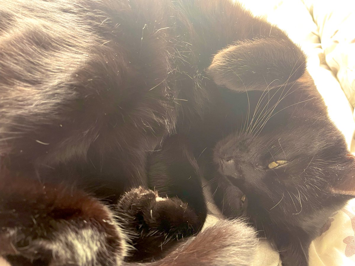 g4merslu7's tweet photo. #CatsofTwittter #ToeBeans #SquishBeans #SundaySnoozes https://t.co/uiV7UWJYka