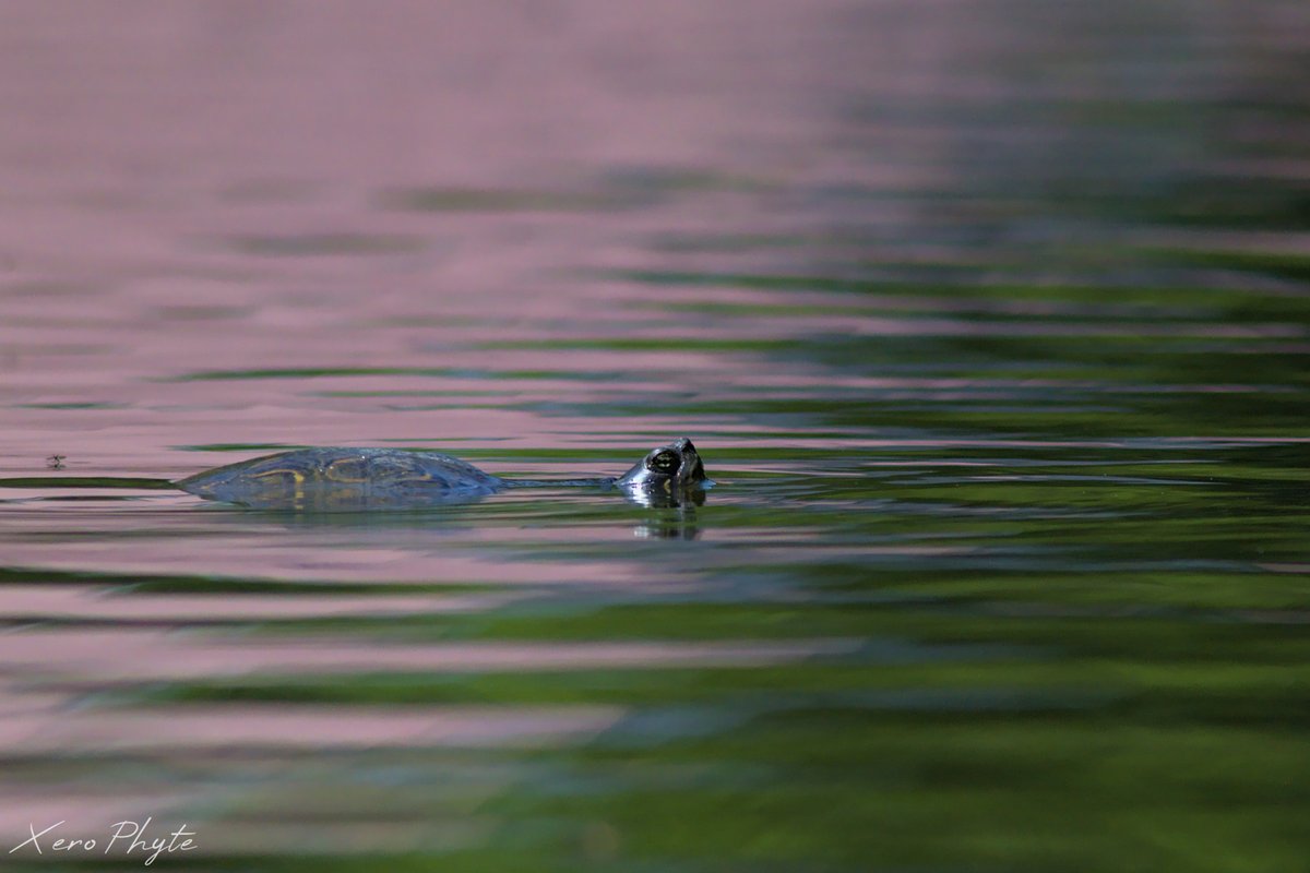 Xero_Phyte's tweet photo. 1. #Amphibiens et #reptiles
Deux Tortues de Floride - Trachemys scripta elegans
Une #EspèceInvasive chez nous, ce qui n'empêche pas qu'elle soit très belle
#ZoneHumides #NaturePhotography #Naturalisme #TwitterNatureCommunity https://t.co/NQFYdihtu0