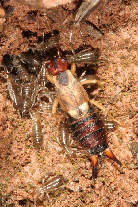 🎉 It’s #WorldPestDay! Celebrate by testing your knowledge of #pests you may see out on the job. 

Do you know what pest this is? Tweet us with your best guess!