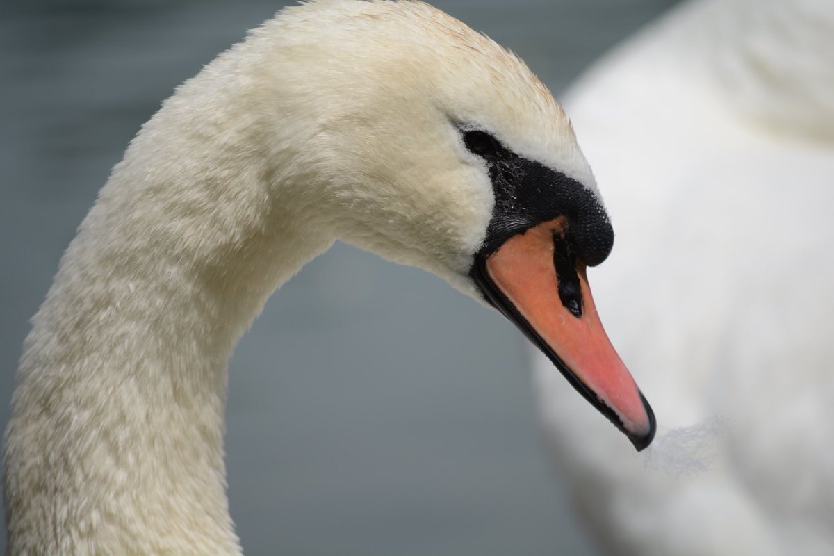 Ready for a closeup

#photography 
#birdphotography
#naturephotography 
#wildlifephotography