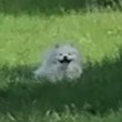 Holy_Yume's tweet photo. Kyoto Suchbild!
(Diese Fresse wieder. xD)
#JapanSpitz #Liebe 💕 https://t.co/CMnAgfxFo9
