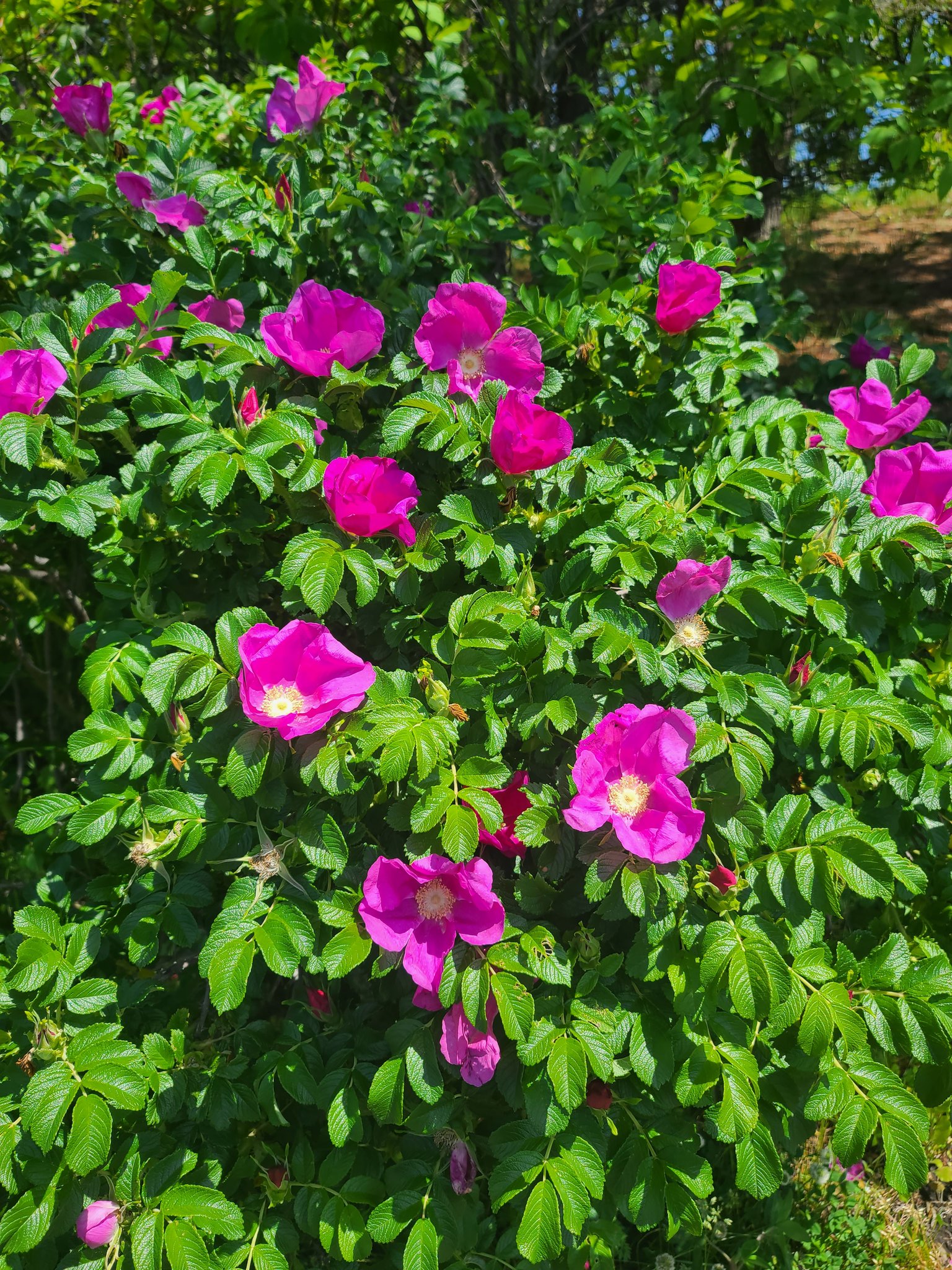 Himepop お休みの日にハマナスを見に緑の島へ 風が強かったからどの写真も風に揺れてる写真ですが とりあえず花は美しかったよ 函館 緑の島 ハマナス 白ハマナスもキレイ 強風注意 身頃 花盛り T Co Ilf8hfm34b Twitter