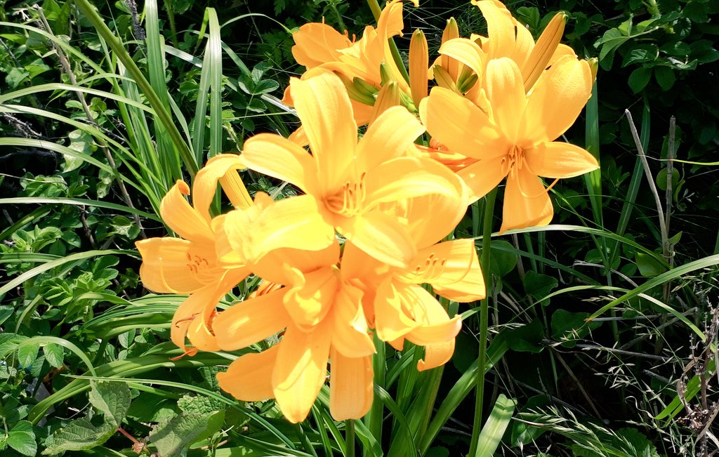 北方文化博物館 Chako506 7222noco 岩ユリの季節ですね Twitter