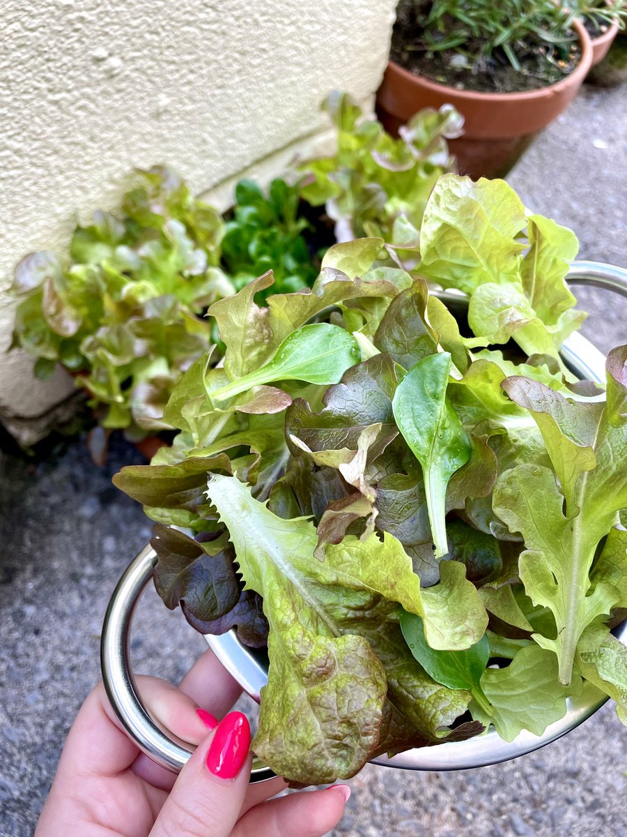Kate_Rees's tweet image. First home grown lettuce harvest🥬