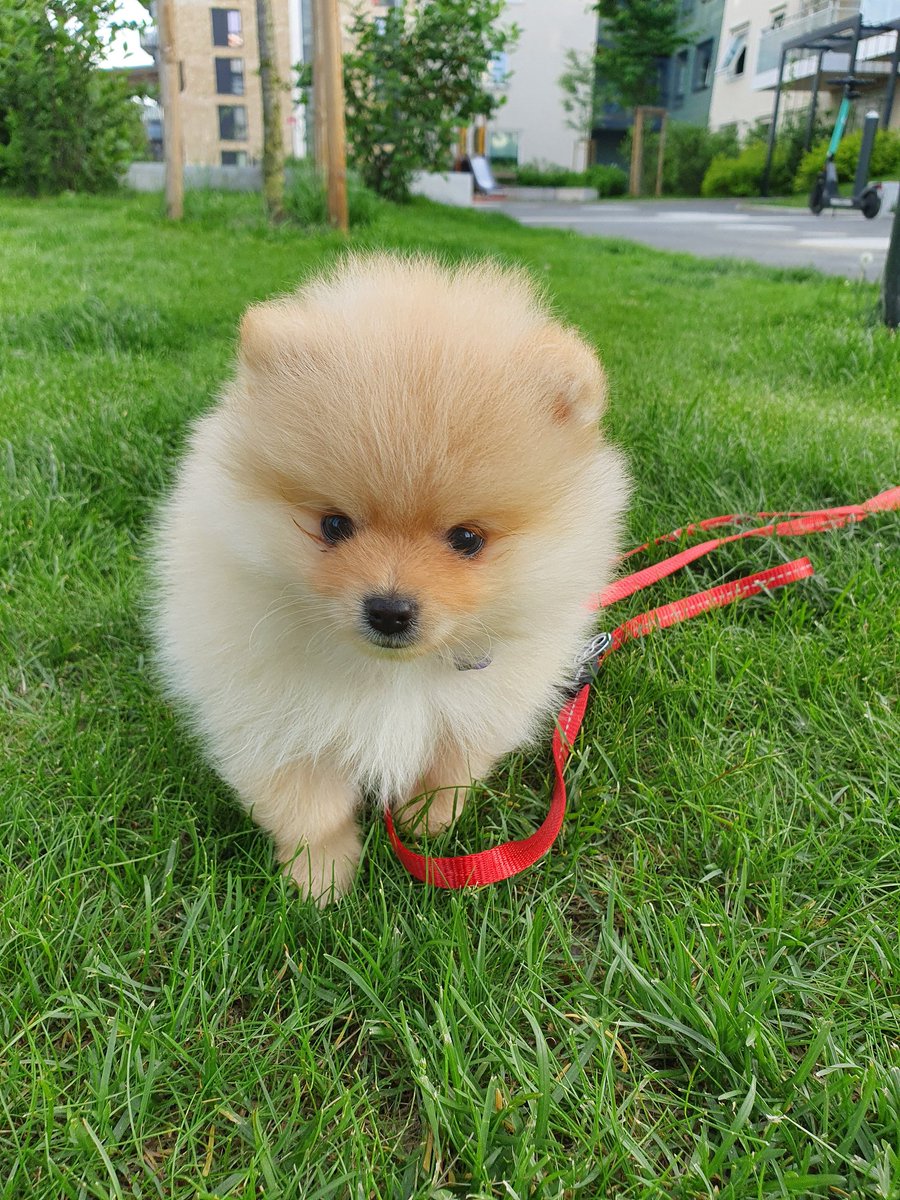 Zorc85's tweet photo. omg I literally have a dog right now 😭 https://t.co/1k7q8D1DMn
