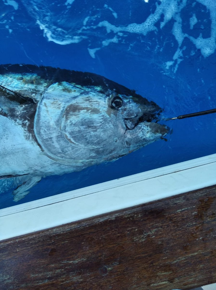 Barbara Block tweet media