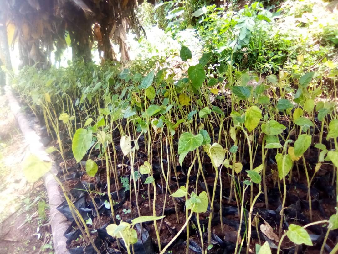 Nanahtakaza's tweet image. #80milliontrees  #challenge2020 we started planting trees also in #Kayna-#Kirumba in the #Lubero/ #NordKivu #DRCongo @Iyamuclimatech1 @ClimateCoaliti1 @emmamanii @Youth4ClimateNL @ThatClimateGirl @AfrClimAlliance  @ForFutureZwolle @fff_Utrecht @FFF_Leeuwarden #ClimatePromise #RT