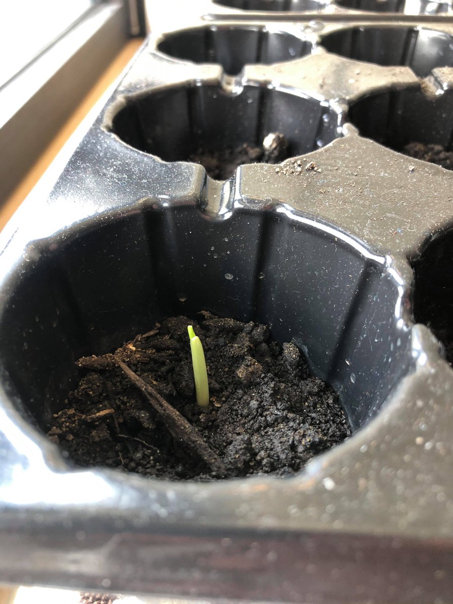 ITEPQueens's tweet photo. Akwé:kon énskat tsi entitewahwe’nón:ni’ ne onkwa’nikòn:ra táhnon teyethinonhwerá:tons ne Tyonnhéhkhwen. 

We give greetings &amp; thanks to the food plants, our sustainers. Look at our Ohnawénha (corn sprouts). These will be planted in our Sacred Medicine Garden at 
@QueensEduc
. https://t.co/dsHqgtyvo4