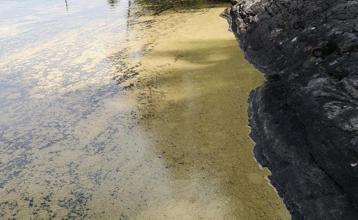 BrurbergMay's tweet photo. Fascinating pine pollen overflow these days https://t.co/bab2YilCWm