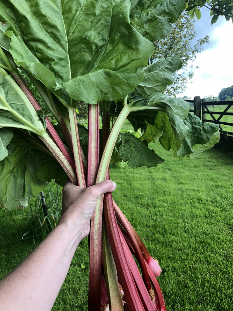 MyKitchenWoodl2's tweet photo. He said he got me a bunch, I thought he meant flowers but I’m happy with our homegrown rhubarb! #Homegrown #kitchengarden https://t.co/0oqppYNY4g