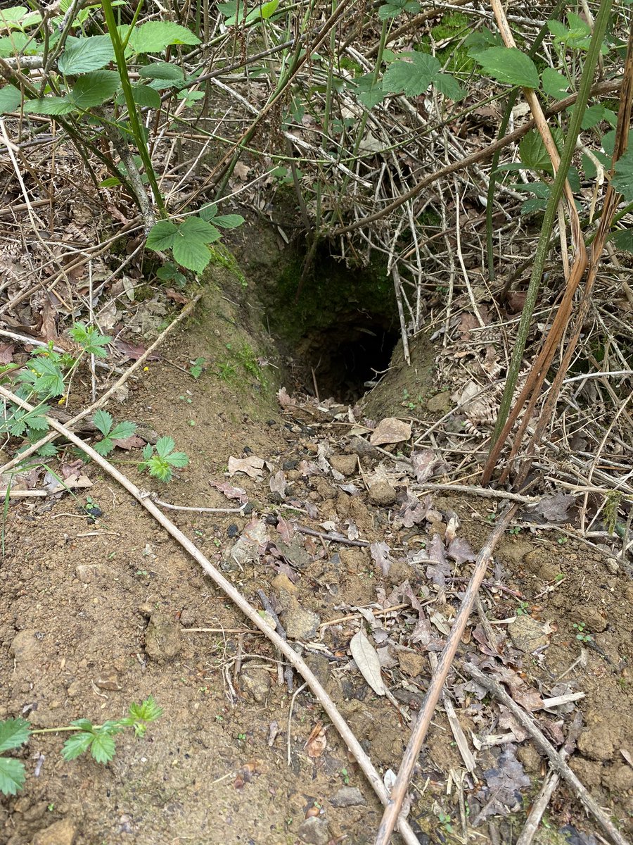 samauriofs82's tweet photo. @BBCSpringwatch badger or rabbit can’t tell holes we’re about 12” diameter https://t.co/wCzVmOOEPg