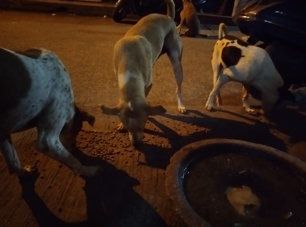 streetanimalsin's tweet photo. Feeding Day 356 : Date 06.06.2021
.
Showering your love
stay connected with humanity
.
#StreetAnimals #StreetAnimalsIndia #pawsandclawsofficial #pacofficialindia #forfutureindia #forfutureindiateam #foodfeeding #animallover #betterlivesfordogs https://t.co/0rGpfZ8Cs2