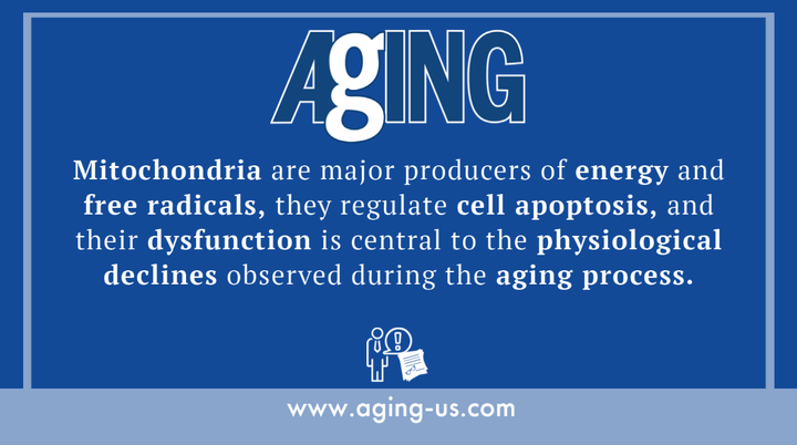 AgingJrnl's tweet photo. #TrendingWithImpact: In this week's trending Aging paper, researchers discovered a new peptide regulator of #lifespan and #healthspan.
Read the full paper: https://t.co/LmC4y4LVxe #mitochondria #humanin #peptides #aging #longevity #lifespan #healthspan #openaccess #medEd #OA https://t.co/pwIcq5Jafj