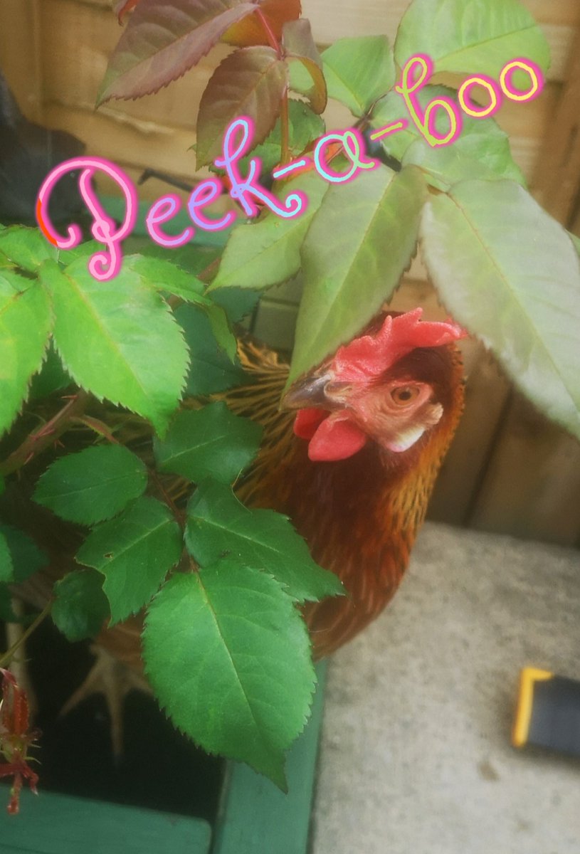 Jo-Ann Cole tweet media