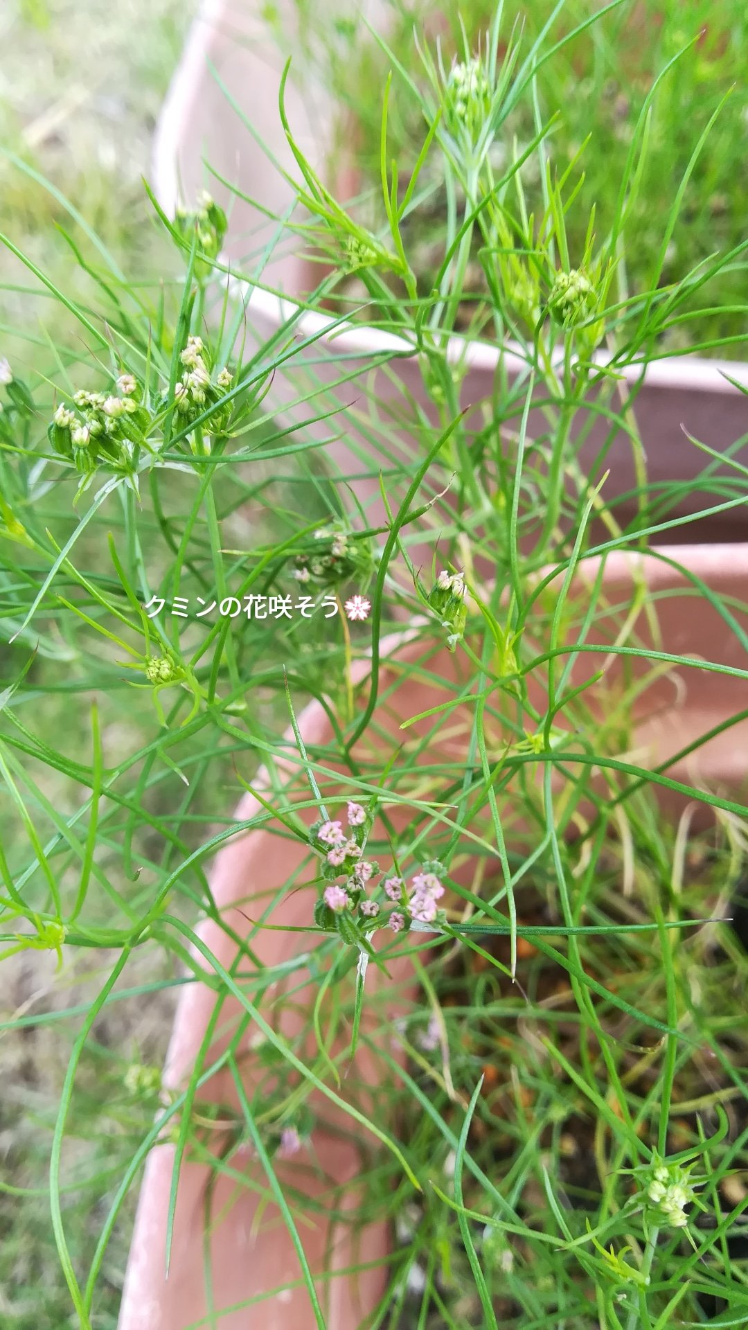 Mari Miura クミン栽培記録 クミンの花が咲きそうです 花の下にはあのクミンの形をした緑の種が T Co Vmekviscoo Twitter