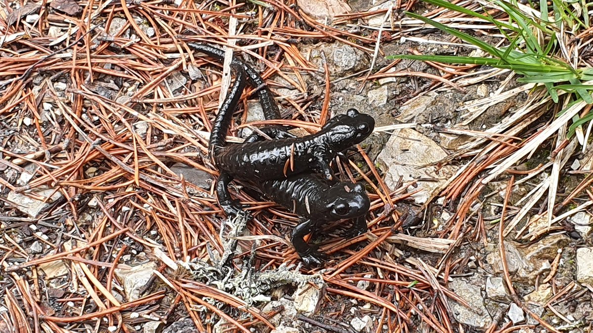 BirgitOttmer's tweet photo. Sonntagvormittag - beliebt bei Mensch und Tier für - ähm - romantisches Kuscheln. #Alpensalamander #Jenisberg https://t.co/9jKNNzebxL