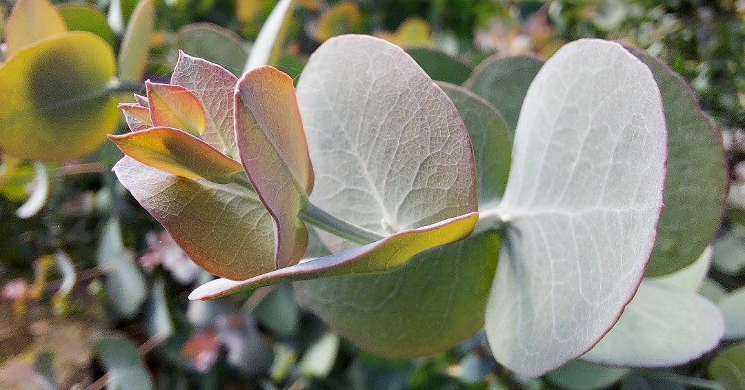 hardyeucalyptus's tweet photo. Beautiful new #eucalyptus gunnii divaricata shoots. Back on the shop! 💚
#hardyeucalyptus #evergreen #eucs #foliage #hardytrees #fragrancedfoliage #growninbritain https://t.co/17Bo8zCmcq