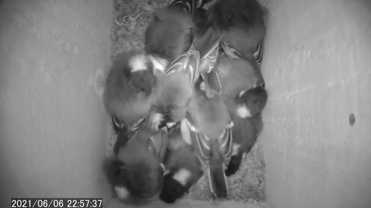 野鳥の巣箱観察カメラ Nestboxcamera Twitter