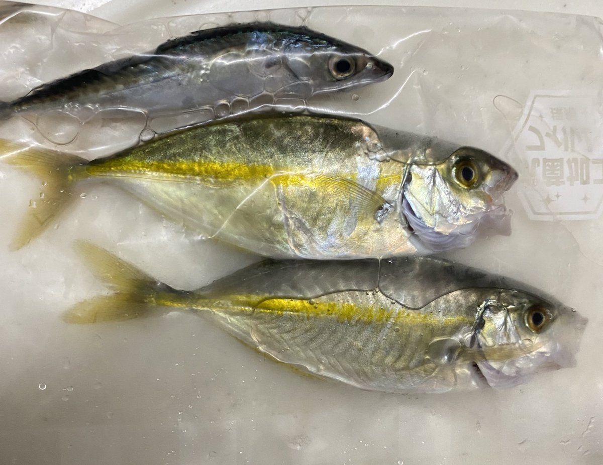 この魚何 この魚何