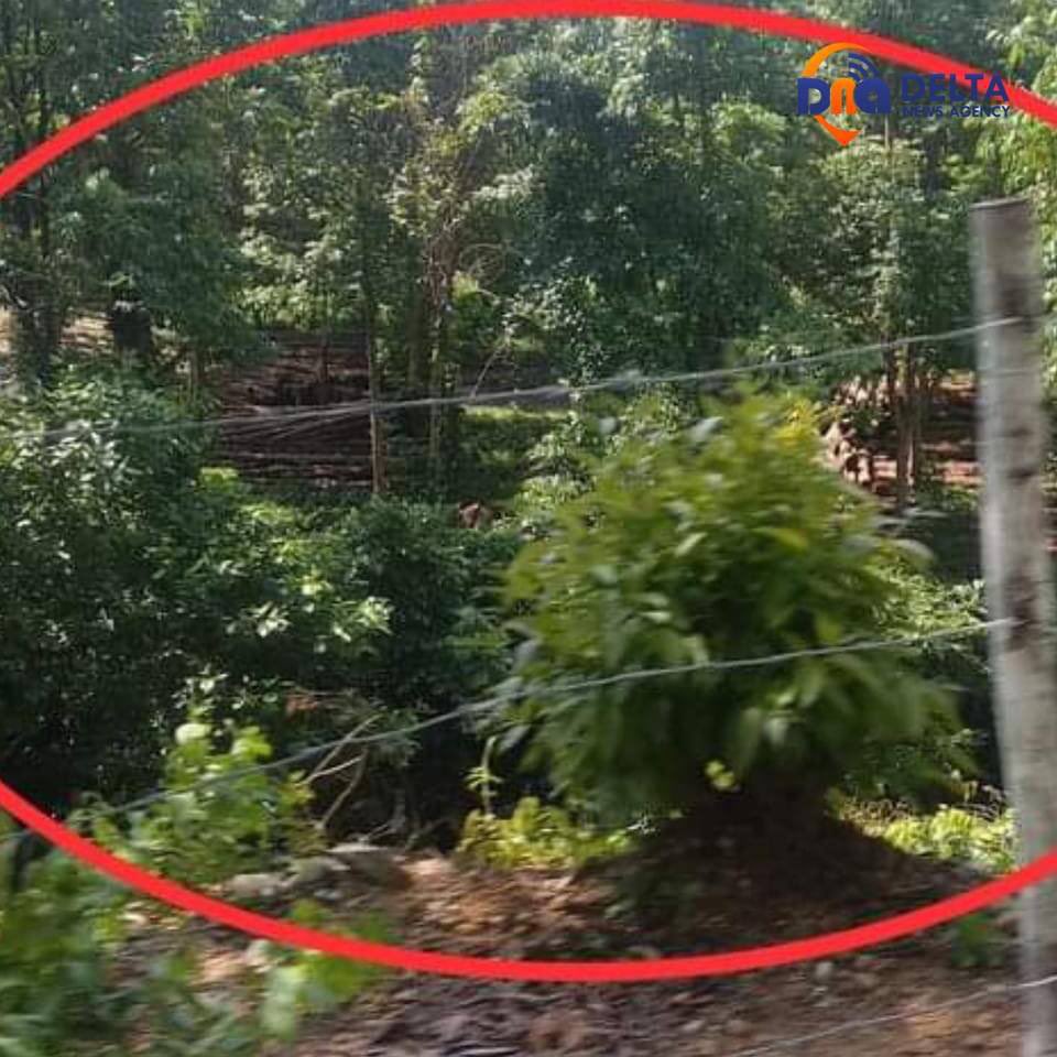 Locals reported that military terrorists group &amp; their business partners are smuggling underage ironwood trees along Chaungtha-Pathein highway road every night during curfew time.
#RejectCoupRejectASEAN #June6Coup #WhatsHappeningInMyanmar