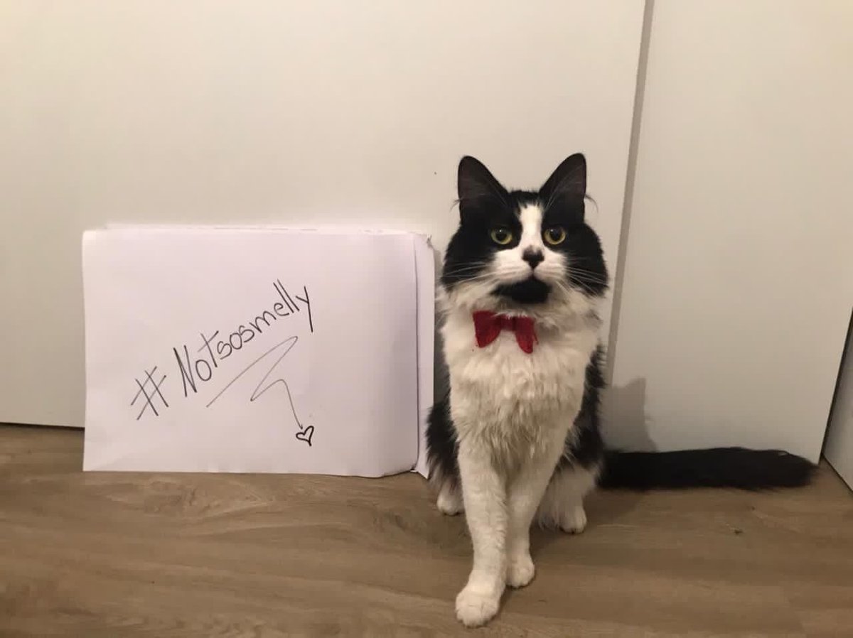 SmellyCat.Finance tweet media
