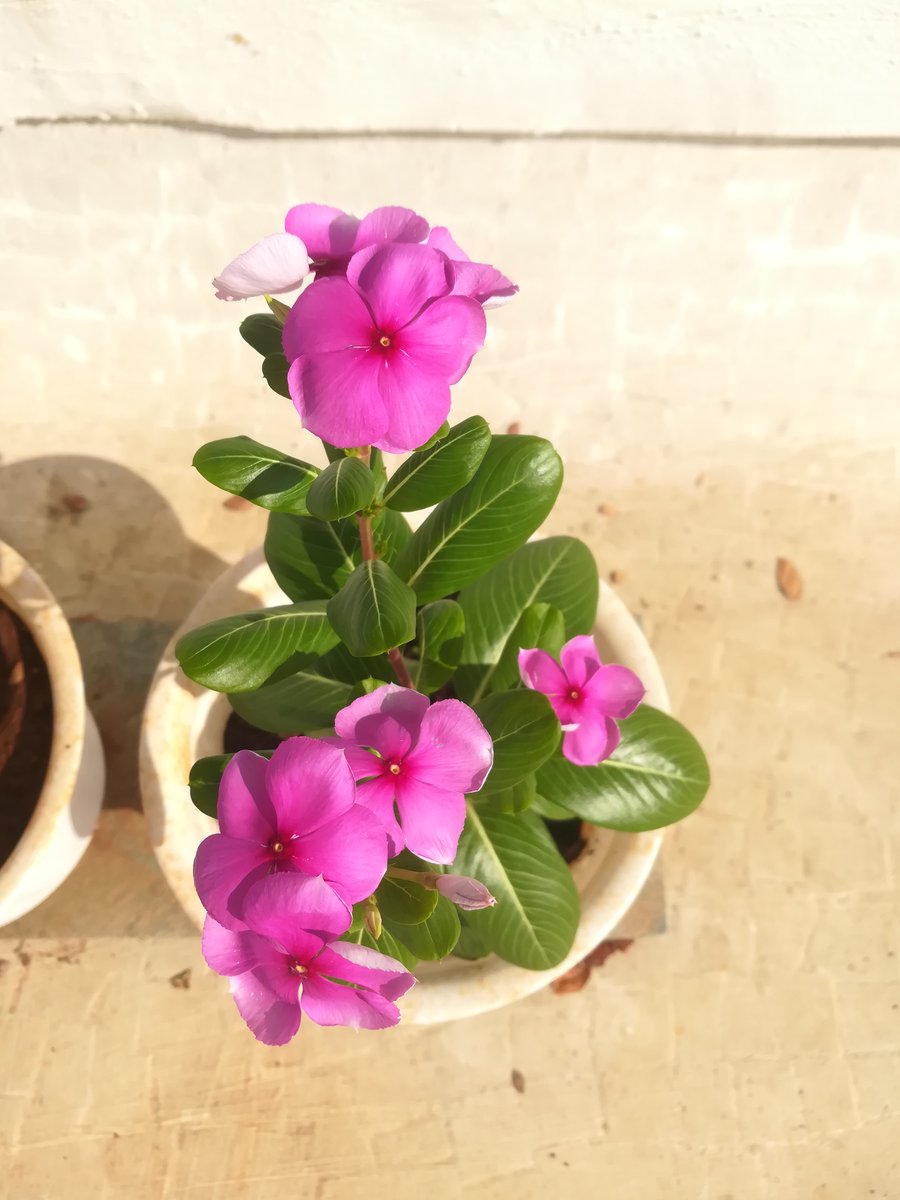 teatattler's tweet photo. Simplicity 🌿🌸💕 

#Periwinkle #Vinca #Sadaphooli #GardenStories #UrbanLiving https://t.co/xEWYSErnN0