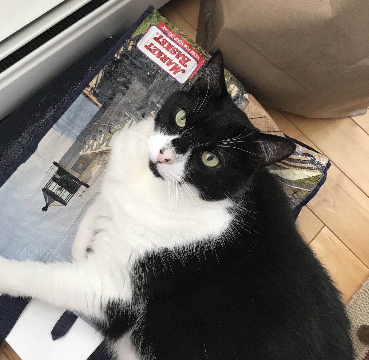 I scammed my humans into giving me two breakfasts today. I am unrepentant. I would go for a third if I could. 
May you all have a two-breakfast kind of day.