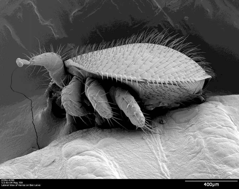 USDA_ARS's tweet image. It's World Pest Day! It’s not easy being a bee! Especially when under attack from the dreaded mite, Varroa destructor. Here is a cryo-scanning electron microscope image of a varroa mite attacking a bee larva. #SysEntLab
