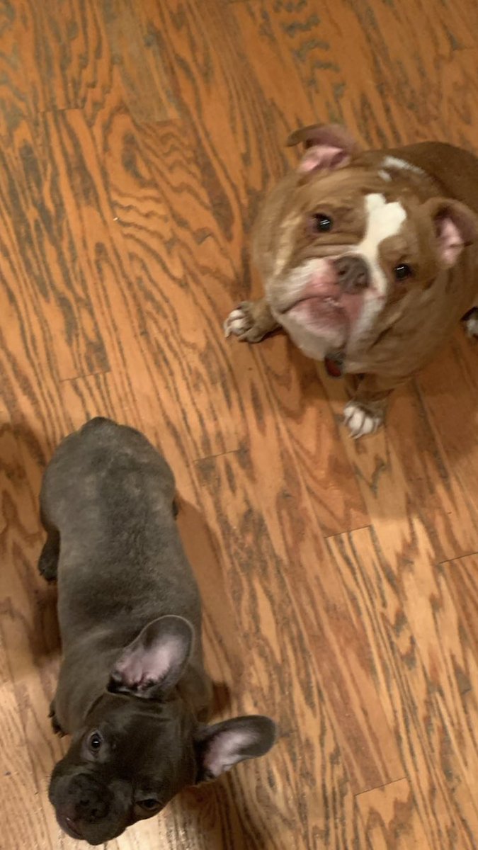 RaulCollins16's tweet photo. It’s important to make sure your fur babies have Food and Shelter in this hot month! Getting the word out @houstonpolice #PublicAffairs #CommunityServicesUnit 👮🏾♂️🙌🏾🤜🏾💯Happy June / it is #Summertime #RelationalPolicing https://t.co/Nled43c73z
