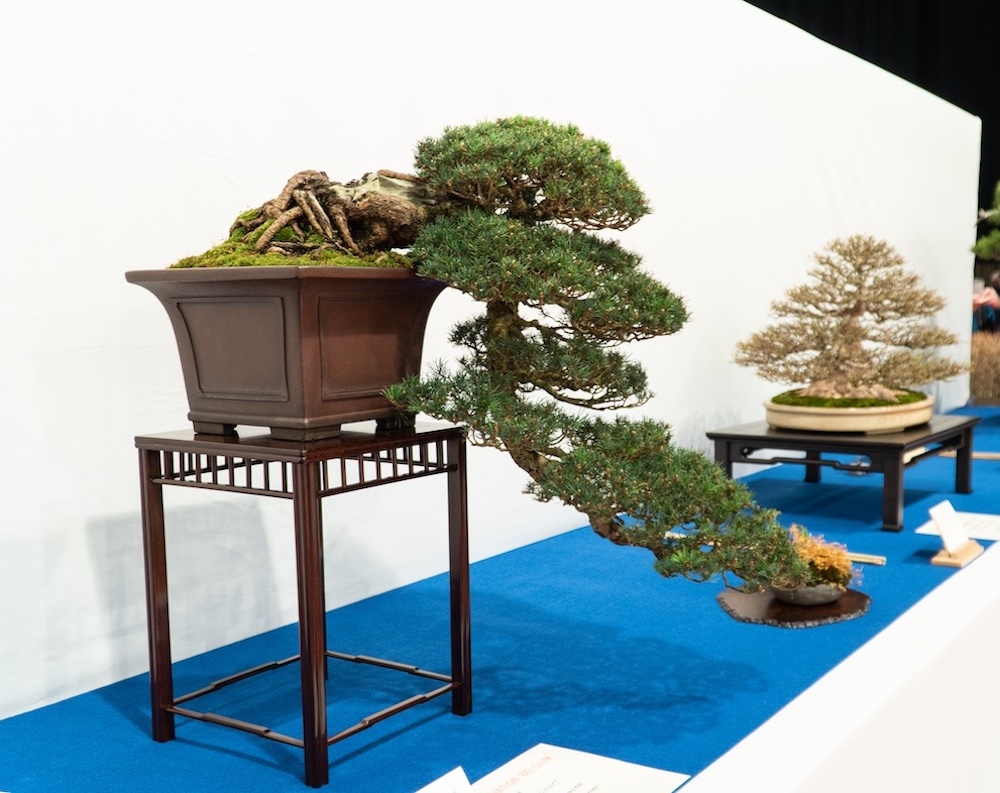Cascade Bonsai #tree #Bonsai #bonsaitree