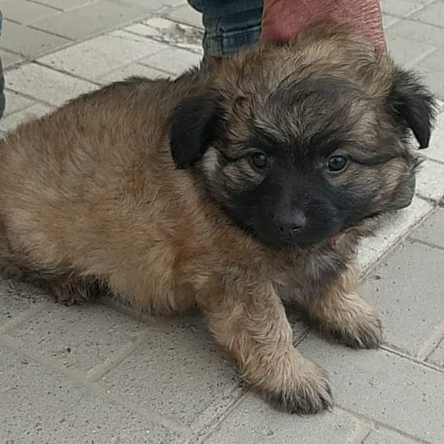 ValientesAsoc's tweet photo. ¡Muy buenas, Valientes! 🐾
Este es KIKO. Un perrito que todavía no llega a los 40 días y que está buscando una familia que lo quiera para siempre.
Sus papás son de tamaño pequeño-mediano, con lo cual suponemos que de adulto, esta bolita de pelo no será muy grande. https://t.co/uSFoOOn5jT