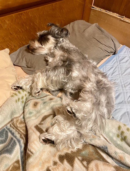 疲れ切って爆睡中🐶🐶💤

全肉球が見えている可愛さよ😍😍💕
肉球最高だよ、肉球❤️ 