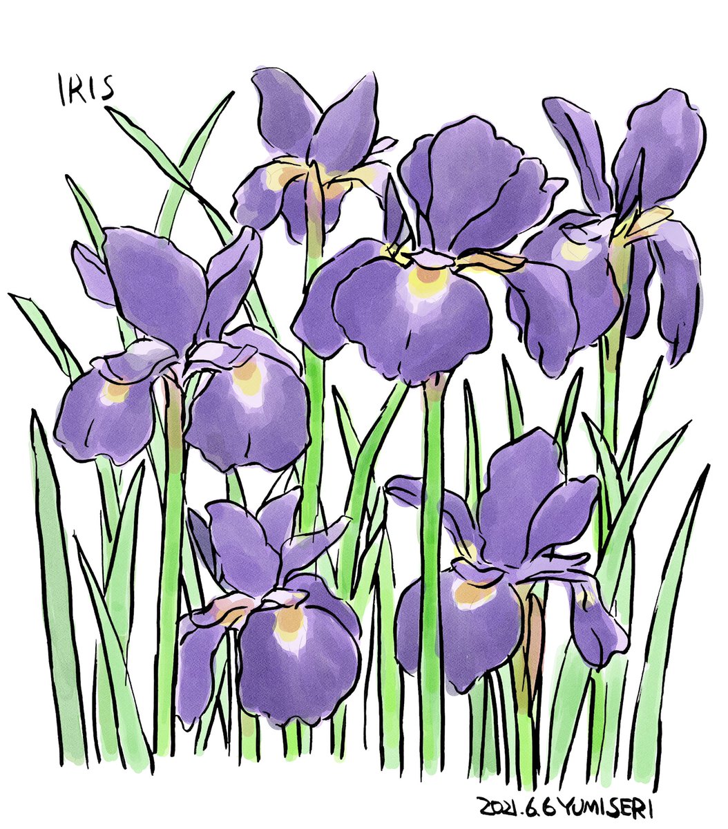 せりゆみ 6月6日の誕生花 アヤメ イラスト Illustration アヤメ Iris 誕生花 花 Flowers