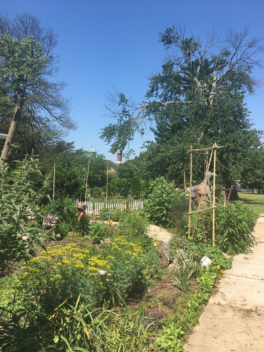 colese's tweet photo. These last few days of hot days and hot nights have really amped up the garden. Now if only I could get away from the noise and annoyance of #BroodX it would be awesome. #FlowerReport @alyssaharad #baltimore #citygardening #somuchweeding https://t.co/cJ0Y4dUKZN